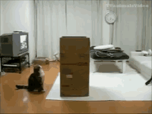 Cat In A Box GIF - Cat Cat In A Box Box GIFs