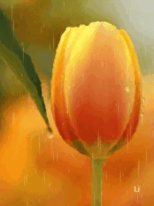 Tulip Flower GIF - Tulip Flower Orange GIFs