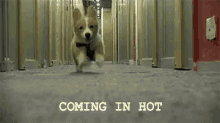 Puppy Coming In Hot GIF - Coming In Hot Corgi Puppy GIFs