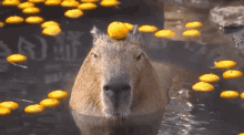 Izu Shaboten Animal Park Capybara GIF - Izu Shaboten Animal Park Capybara Hot Springs GIFs