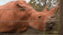 Chew Rhino Gets A Mud Bath Secrets Of The Zoo GIF - Chew Rhino Gets A Mud Bath Secrets Of The Zoo World Rhino Day GIFs