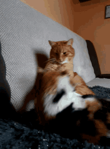 Cats Funny GIF - Cats Funny Play Fight GIFs