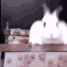 Bunny GIFs | Tenor