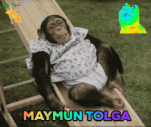 Maymun Tolga Monkey Tolga GIF - Maymun Tolga Tolga Monkey Tolga GIFs
