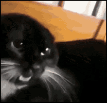 Cat Kitty GIF - Cat Kitty GIFs