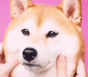もちもち 可愛い犬 可愛い動物 ワンチャン 柴犬 Gif Shibaken Mochimochi Dog Descubre Comparte Gifs