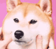 もちもち　可愛い犬　可愛い動物　ワンチャン　柴犬 GIF - Shibaken Mochimochi Dog GIFs