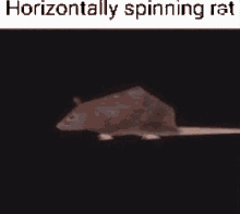 spinning rat