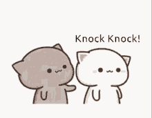 knock knock kiss sweet heart cat