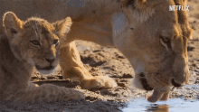 Lion Baby GIF - Lion Baby Thirsty GIFs