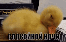 колыбельная спокойной ночи утёнок засыпает GIF - Lullaby Good Night Duckling GIFs