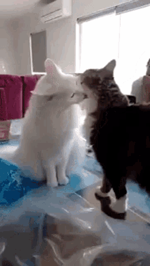 cat love cat fight toxic love cat love cat fight toxic love