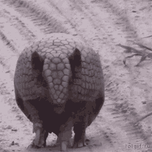 Embarrassed Mortified GIF - Embarrassed Mortified Armadillos GIFs