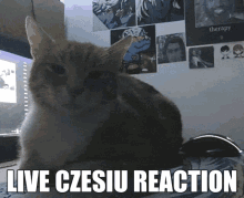 Czesiu Tabby Cat GIF - Czesiu Tabby Cat Czeslaw GIFs