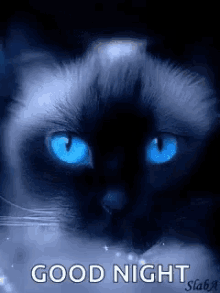 Good Night Siamese Cat GIF - Good Night Siamese Cat Blink GIFs
