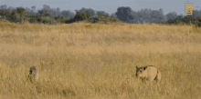 Lioness Hunting Savage Kingdom GIF - Lioness Hunting Savage Kingdom Warthog Being Hunted GIFs