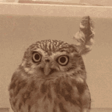 Owl Funny Animals GIF - Owl Funny Animals Cute GIFs
