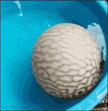 pkpk01 funny animals fish swim pkpk01 funny animals fish swim