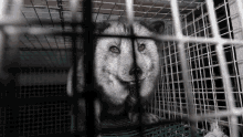oikeutta el%C3%A4imille oikeuttaelaimille oe animal rights turkis oikeutta el%C3%A4imille oikeuttaelaimille oe animal rights turkis