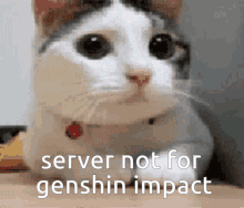 Server Not For Genshin Impact Cat GIF - Server Not For Genshin Impact Cat No GIFs