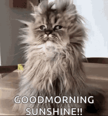 Goodmorning Sunshine Cat GIF - Goodmorning Sunshine Cat Haggard GIFs