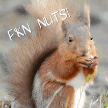 Squirrel Nuts GIF - Squirrel Nuts GIFs