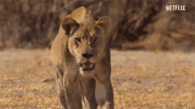 Lion Hungry GIF - Lion Hungry Hunting GIFs
