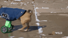 Learning To Walk Turbo Roo GIF - Learning To Walk Turbo Roo National Geographic GIFs
