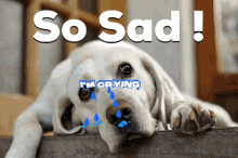 Sad Eyes Puppy GIF - Sad Eyes Puppy Dog GIFs