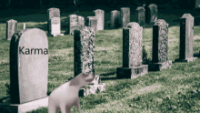 Karma Grave GIF - Karma Grave Dog GIFs