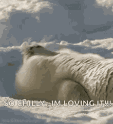 Seal Sea Lion GIF - Seal Sea Lion So Chilly GIFs