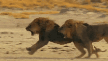 Lion Running GIF - Lion Running Roar GIFs