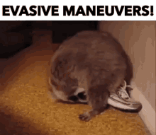 Cat Evasive Maneuvers GIF - Cat Evasive Maneuvers Roll GIFs