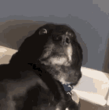 Funny Animals Dogs GIF - Funny Animals Dogs Big Eyes GIFs