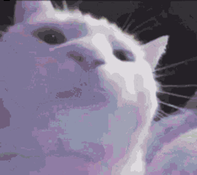 tenor.gif