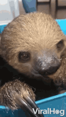 Sloth Eating A Sweet Potato Snack GIF - Sloth Eating A Sweet Potato Sloth Eating GIFs
