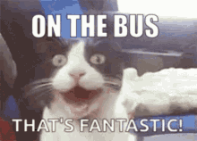 On The Bus Cat GIF - On The Bus Cat Cat Bus GIFs