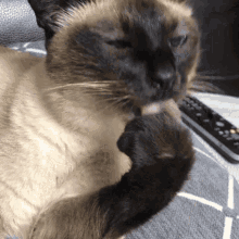 Indigo Cat Cat Paw GIF - Indigo Cat Indigo Cat GIFs