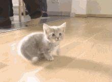Cats GIF - Cat Meow Walking GIFs