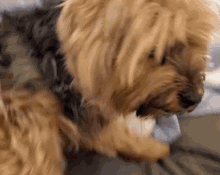 Yorky Dog GIF - Yorky Dog Puppy GIFs