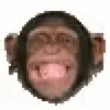 chimp-grin.gif