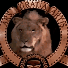 mgm maitredj lion roar movies
