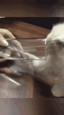 Cat Cats Are Liquids GIF - Cat Cats Are Liquids GIFs