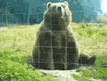Bear Waving GIF - Bear Waving GIFs