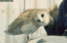 Owl GIF - Owl GIFs