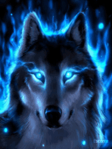 blue wolf majestic