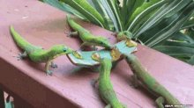 Lizard GIF - Lizard GIFs