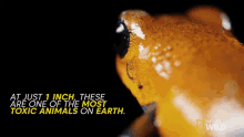 These Are One Of The Most Toxic Animals On Earth That Frog Is Poison GIF - These Are One Of The Most Toxic Animals On Earth That Frog Is Poison Untamed GIFs