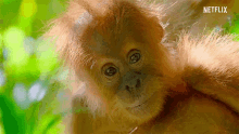 orangutan-baby.gif