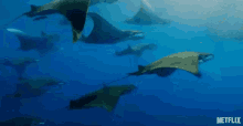 Manta Rays Swimming GIF - Manta Rays Swimming Nature GIFs